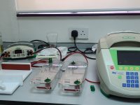 PCR and Electrophoresis
