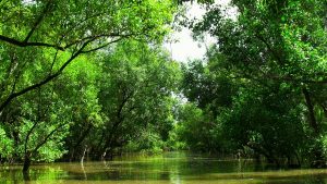 Public Lecture: Mangrove Rehabilitation and Conservation in the ...